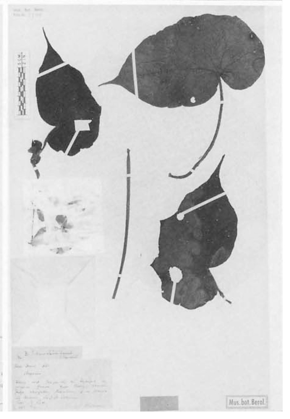 B. schenckii